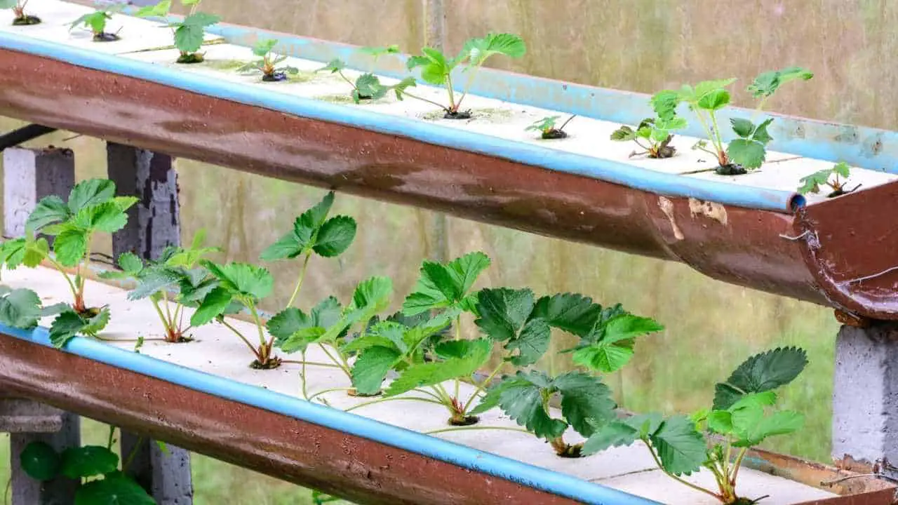 Growing Strawberries in Hawaii, Florida, and Other Tropical Places