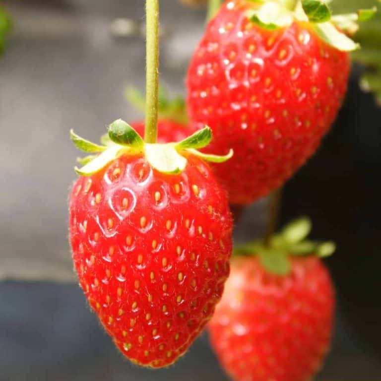 Growing Strawberries in Hawaii, Florida, and Other Tropical Places Homesteadinʻ Hawaiʻi