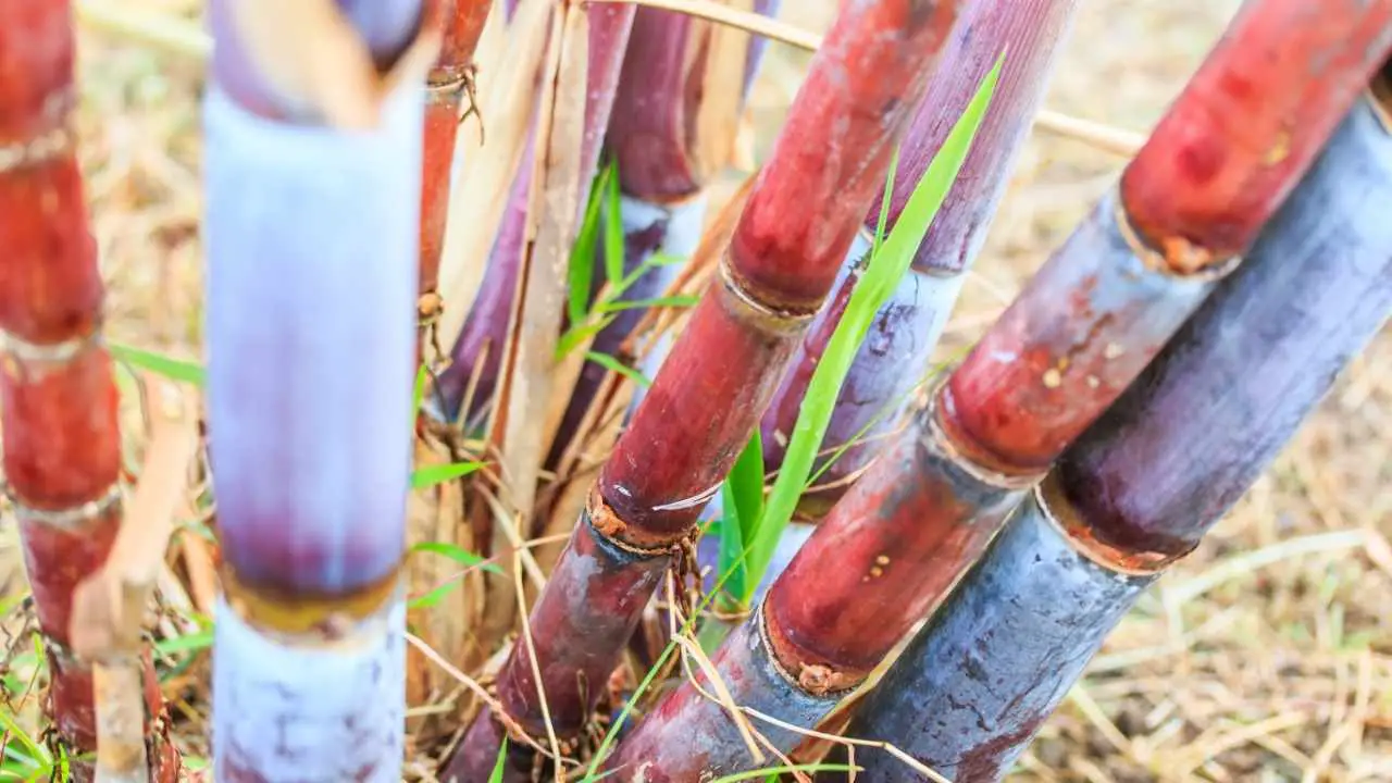 Harvesting Sugarcane At Home (And How To Process It Too!)