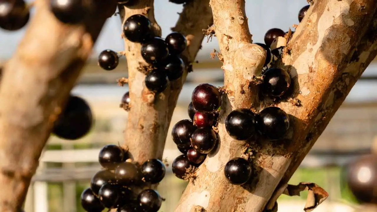 How To Grow A Jaboticaba Tree: From Seed To Harvest