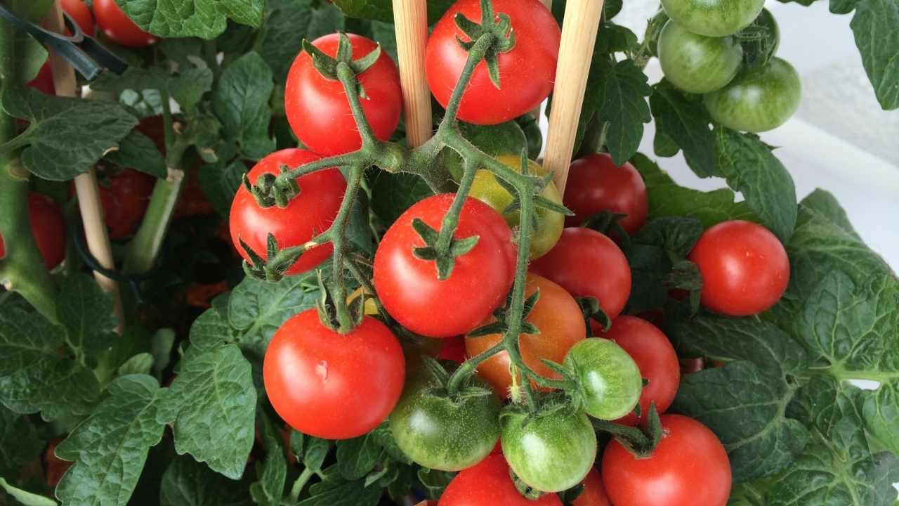 Growing Tomatoes In Hawaii And Other Tropical Areas