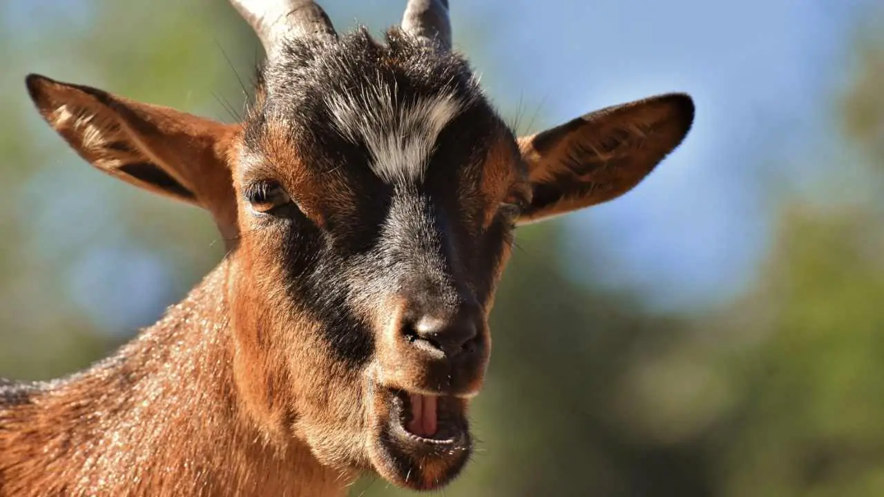 Raising Goats in Hawaii: The Only Guide You Need
