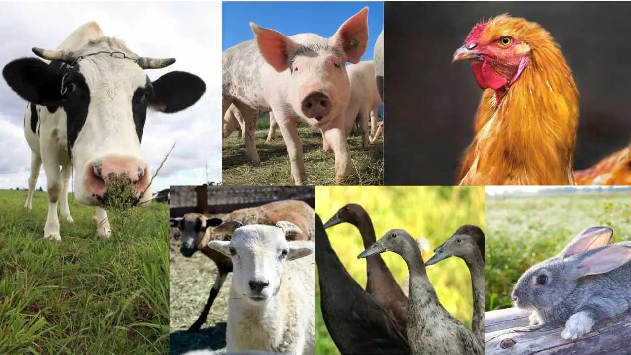 The Most Profitable Farm Animal: Compared