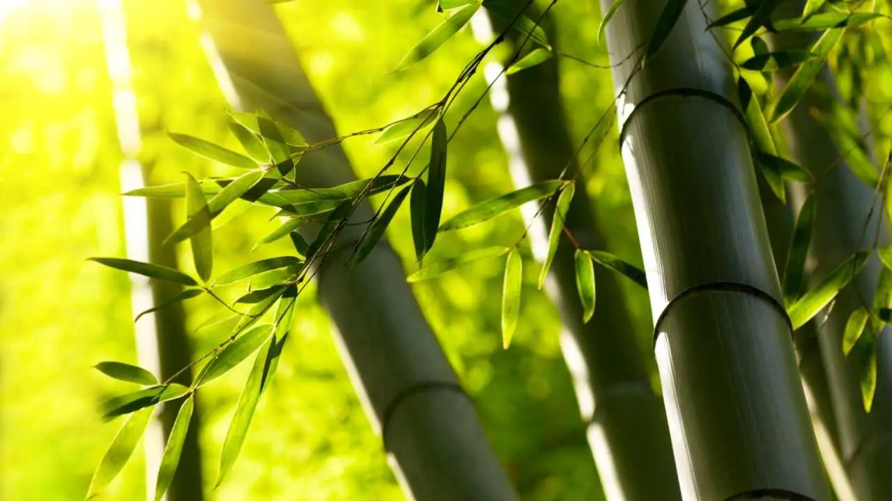 Protecting and Maintaining Bamboo