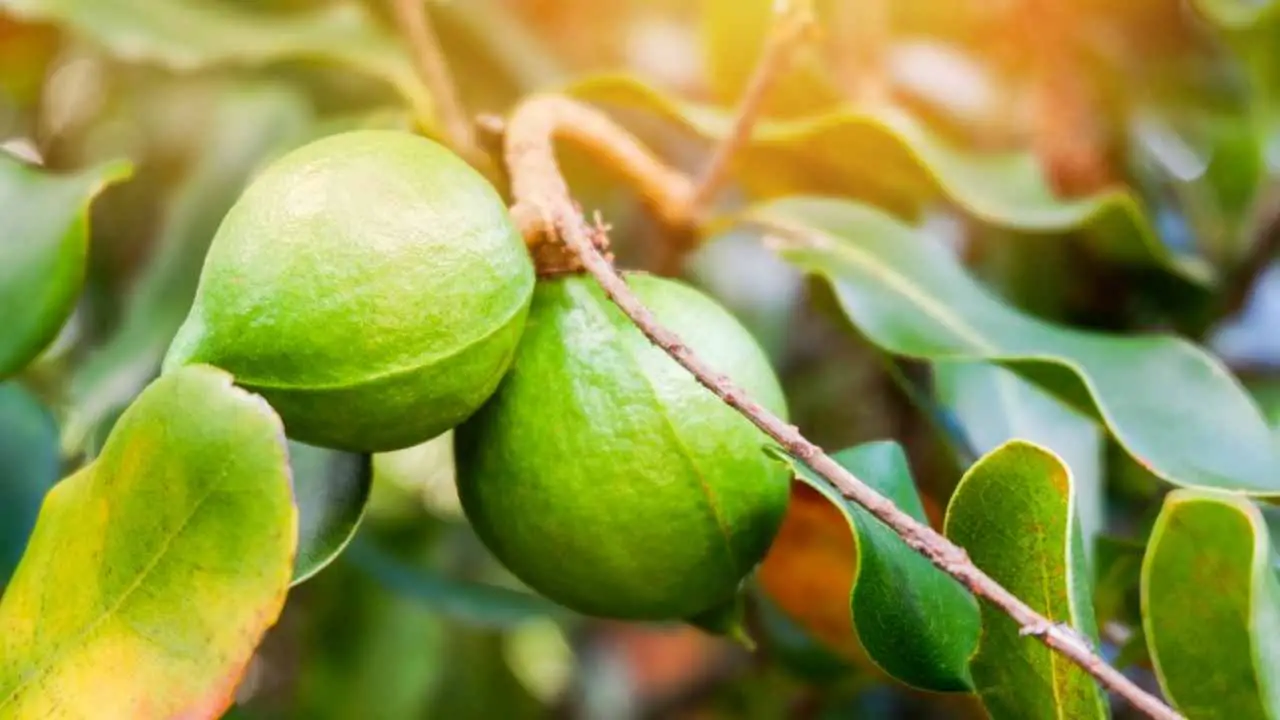 Complete Guide To Growing Macadamia Nuts