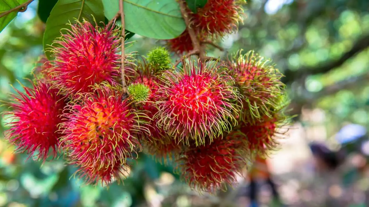 Growing Rambutan: How To Guide