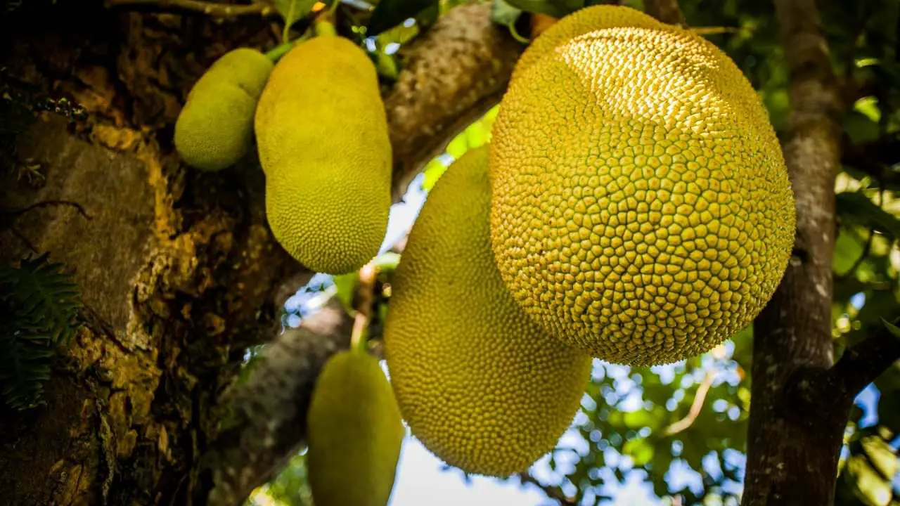 The Complete Guide To Growing Jackfruit