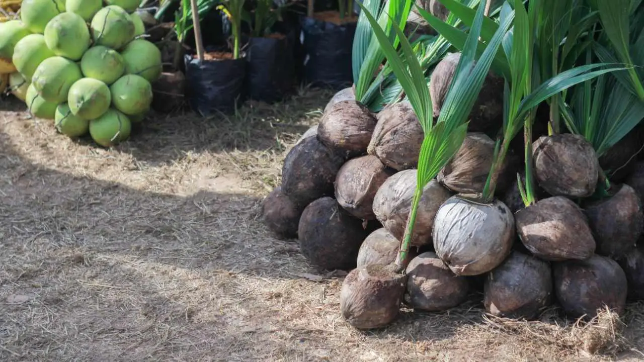 Canoe Plants Of Old Hawaii