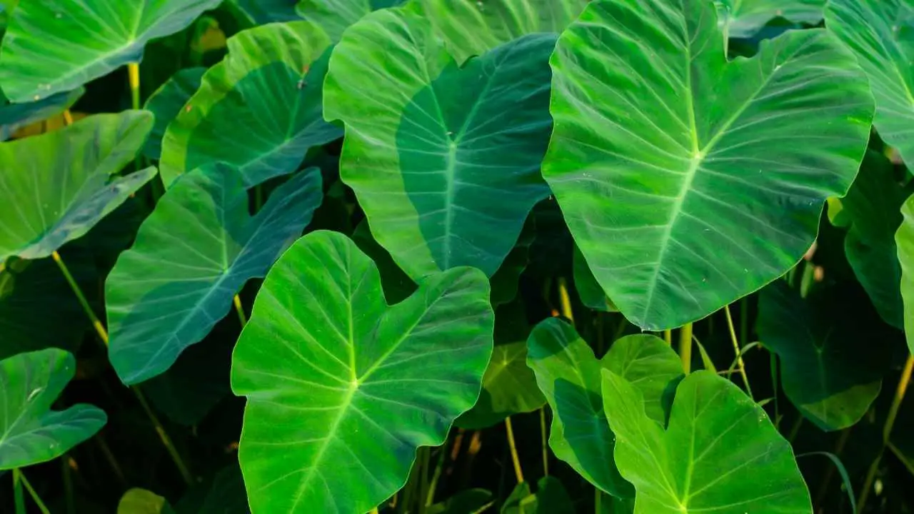 Canoe Plants Of Old Hawaii