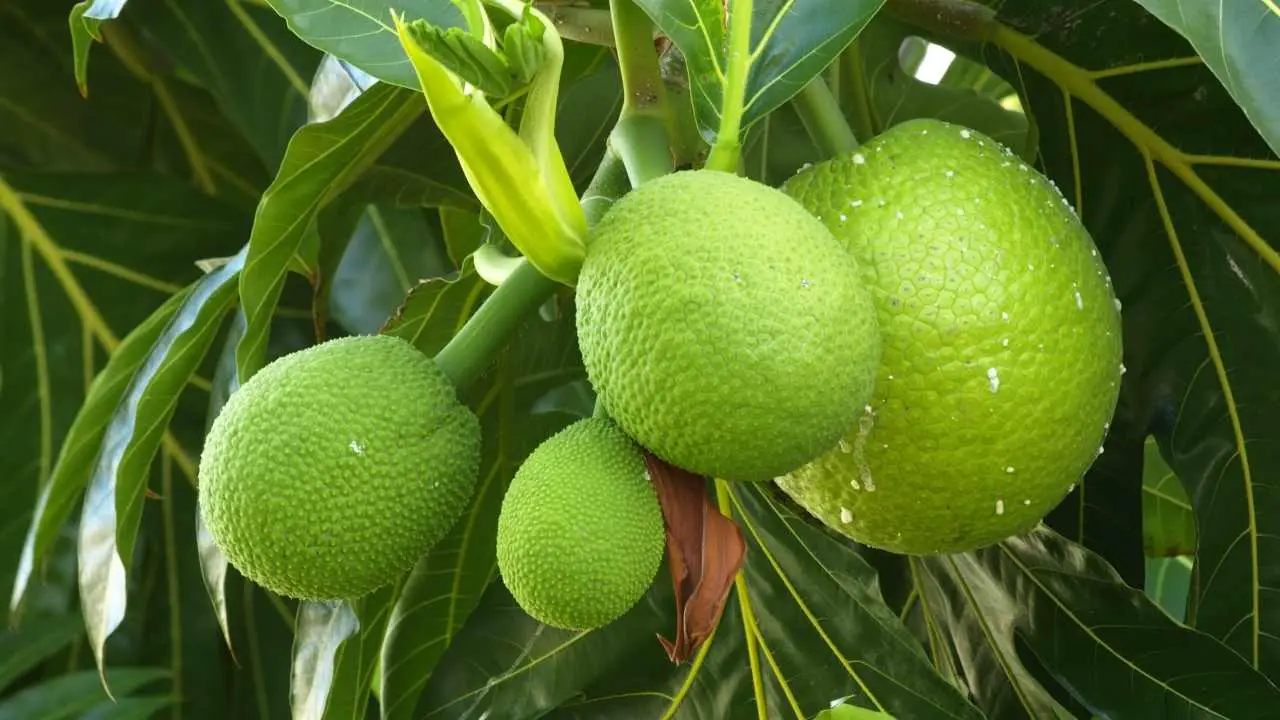 Canoe Plants Of Old Hawaii