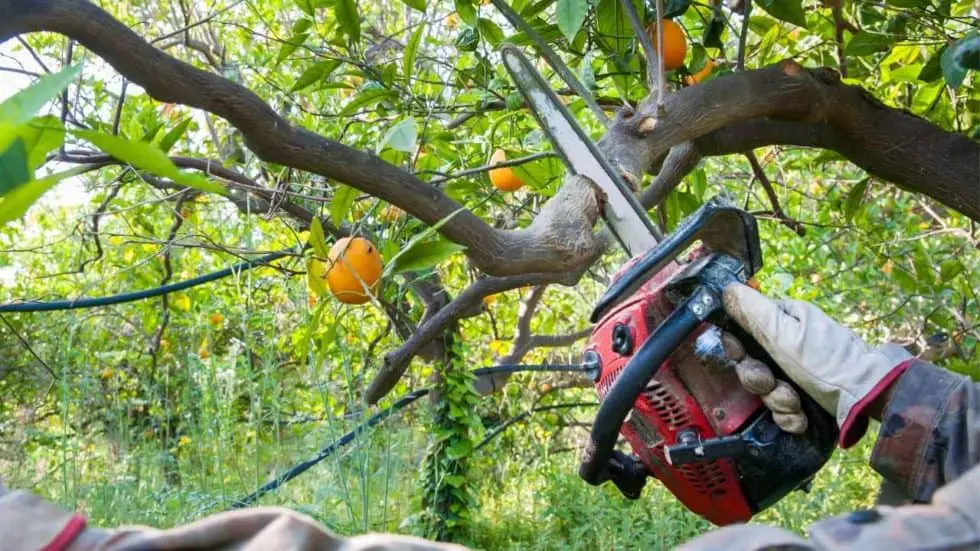 Pruning Tropical Fruit Trees What To Prune & How Homesteadinʻ Hawaiʻi