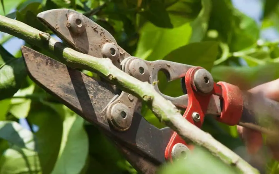 Pruning Tropical Fruit Trees: What To Prune & How