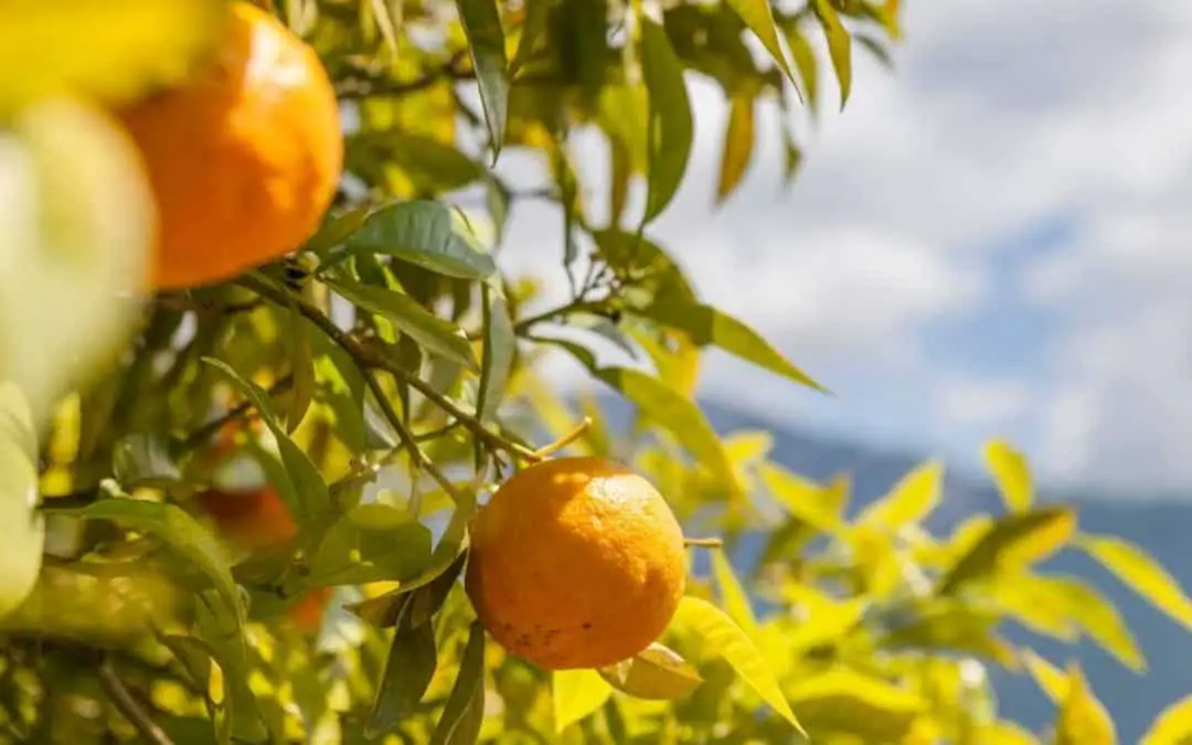 Complete Guide To Growing Citrus In Hawaii