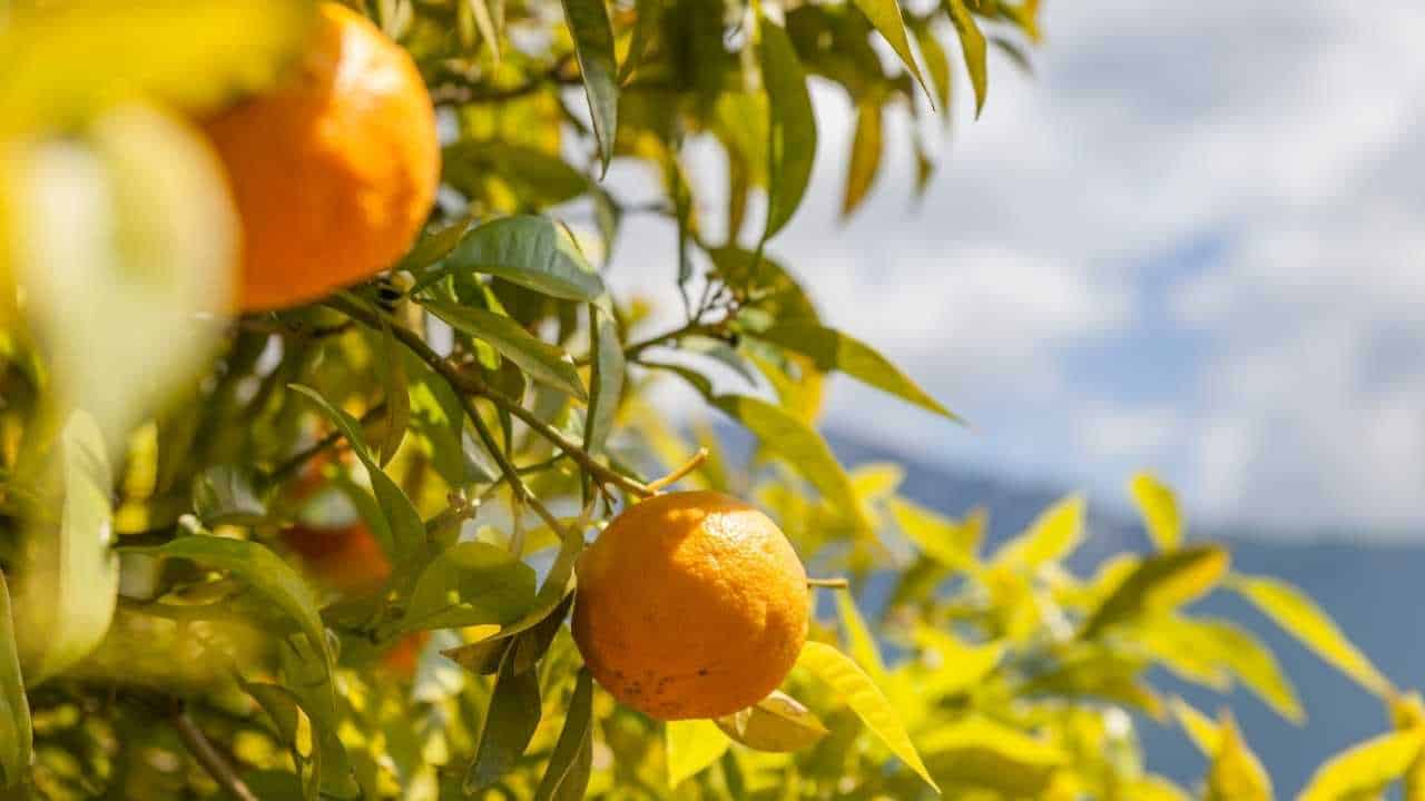 Complete Guide To Growing Citrus In Hawaii Homesteadinʻ Hawaiʻi
