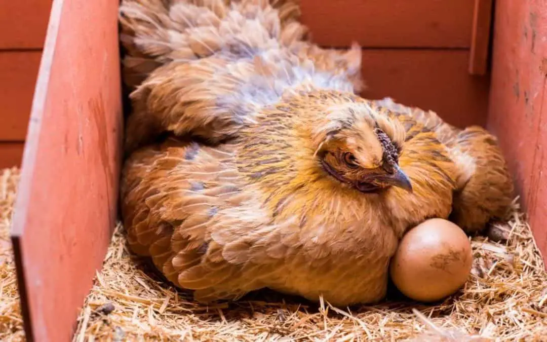Raising Chickens:  Is It Cheaper Than Buying Eggs?