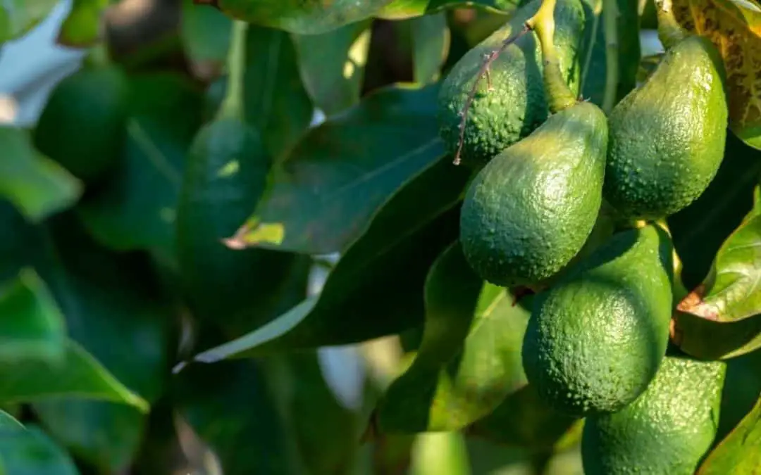 Avocados: The Complete Guide To Growing In Hawaii