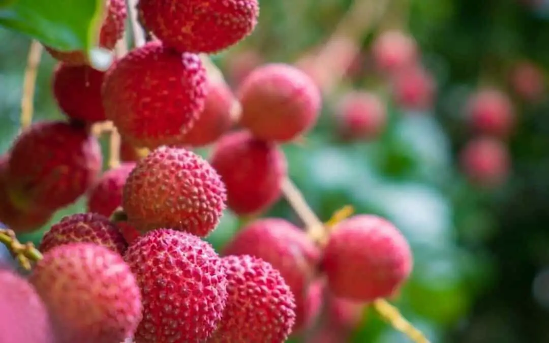 How to Grow a Lychee Tree: By Seed Or Airlayering