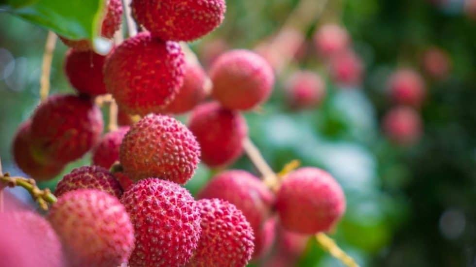 How to Grow a Lychee Tree By Seed Or Airlayering