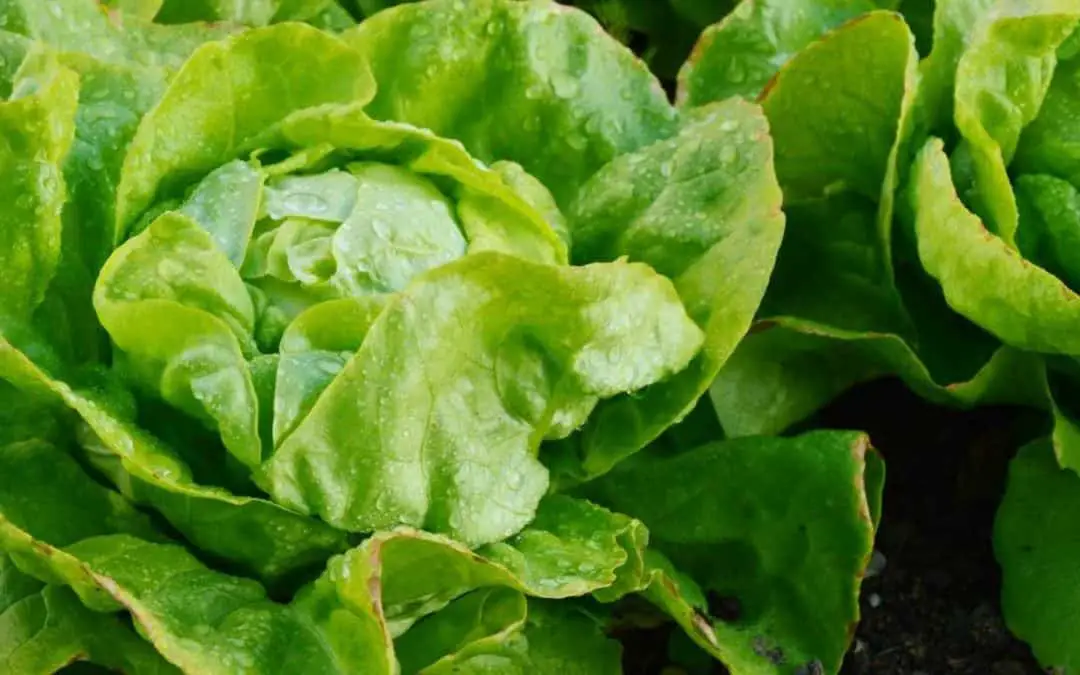 Growing Lettuce in Hawaii