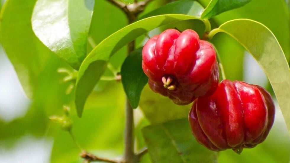 How To Grow Surinam Cherries From Seed Or Cuttings Homesteadinʻ Hawaiʻi