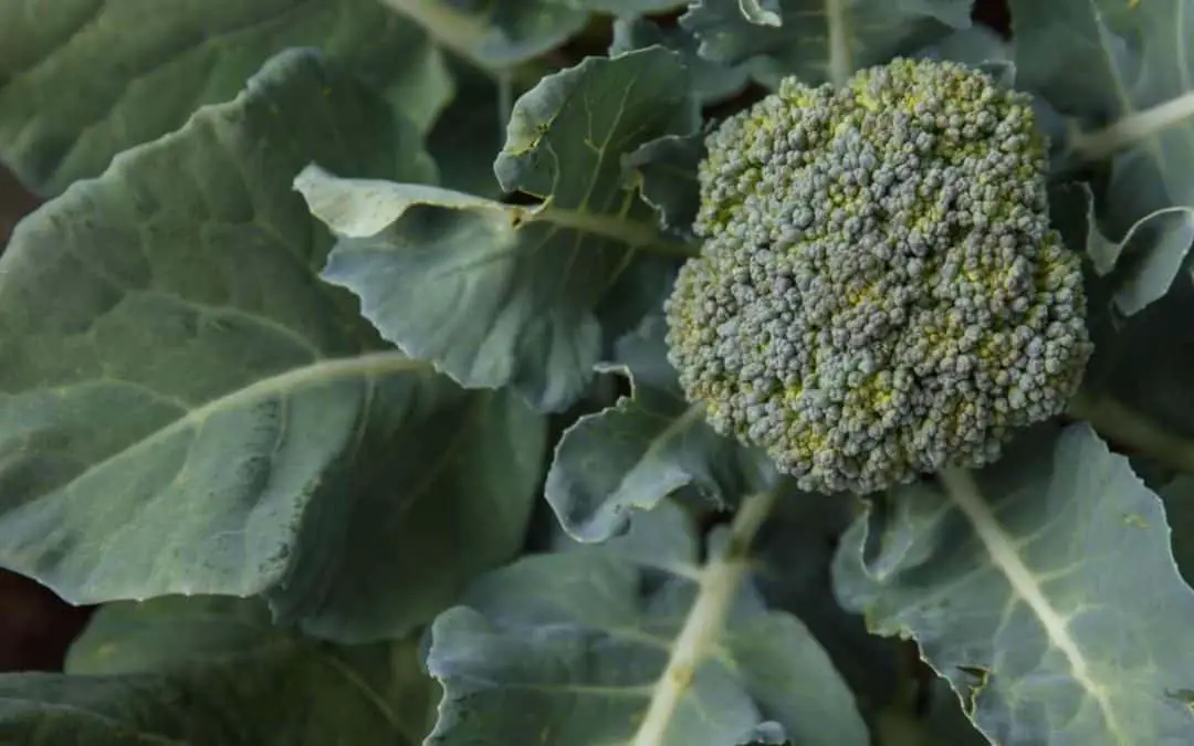 Can You Grow Broccoli in Hawaii?