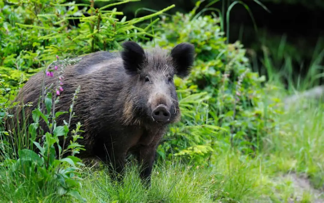 Can You Shoot Wild Pig In Hawaii?