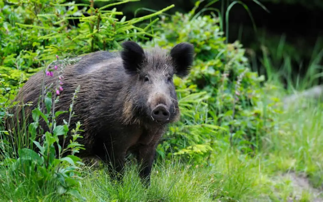 Can You Shoot Wild Pig In Hawaii? | Homesteadinʻ Hawaiʻi