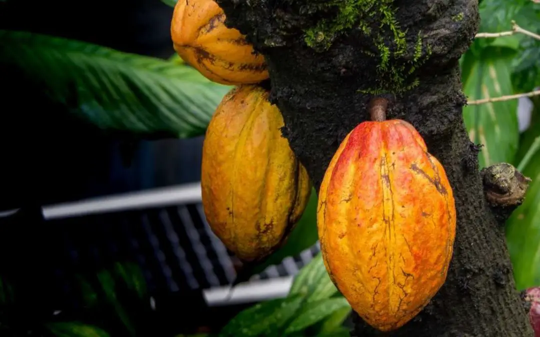 Planting Cacao From Seed: Complete Guide