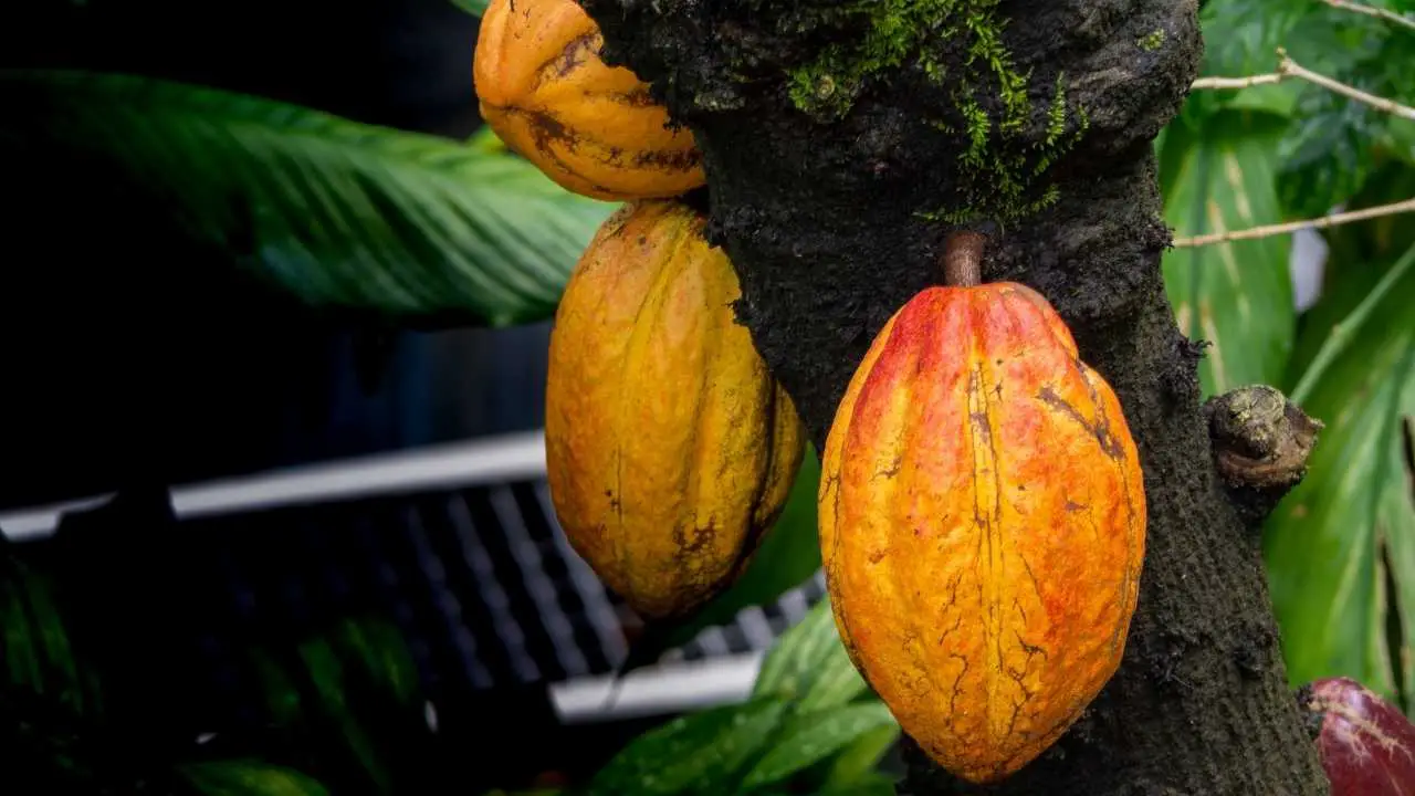 Planting Cacao From Seed Complete Guide Homesteadinʻ Hawaiʻi