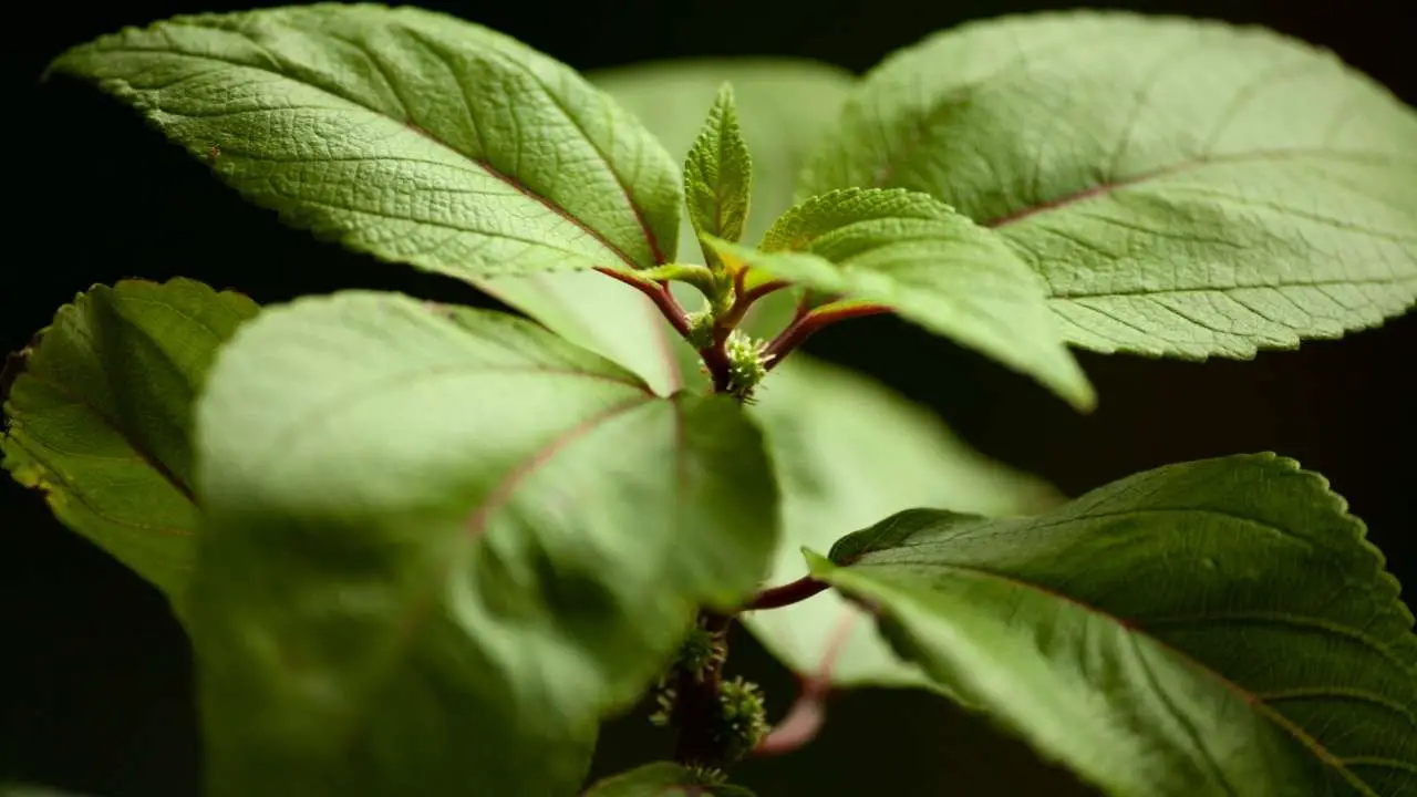 Beginnerʻs Guide To Growing Mamaki Homesteadinʻ Hawaiʻi