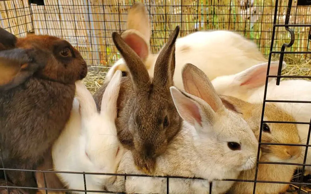 Blog 2 Raising Rabbits In Hawaii: What You Need To Know