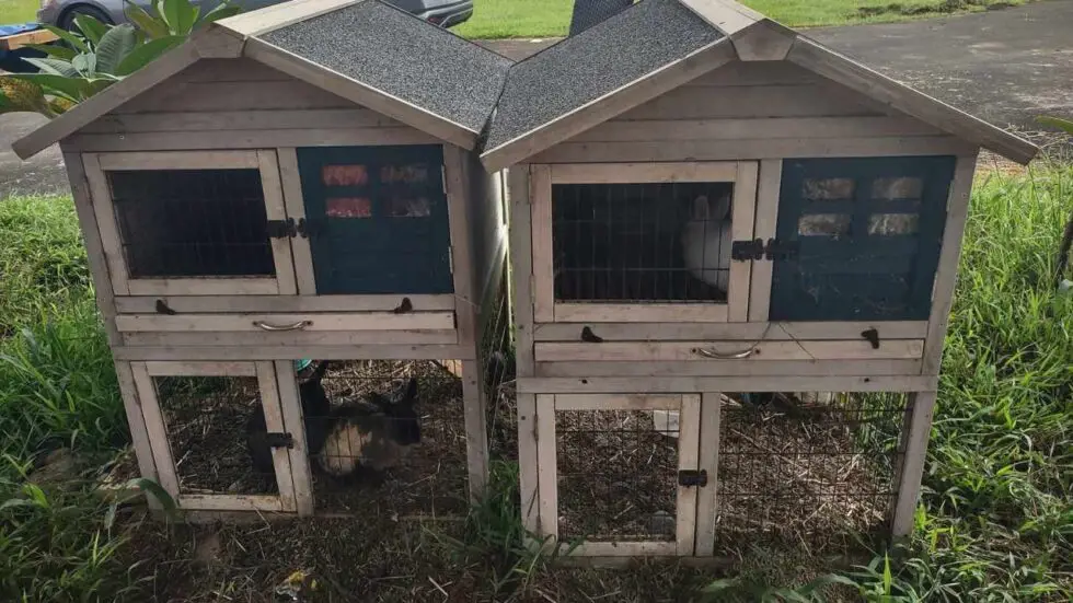 Raising Rabbits In Hawaii What You Need To Know Homesteadinʻ Hawaiʻi