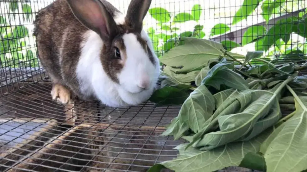 Raising Rabbits In Hawaii What You Need To Know Homesteadinʻ Hawaiʻi