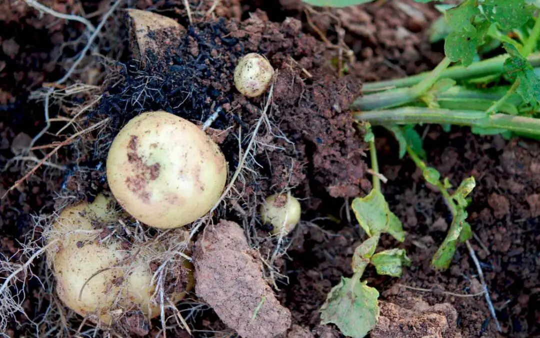 Blog 5 Growing Potatoes in Tropical Climates