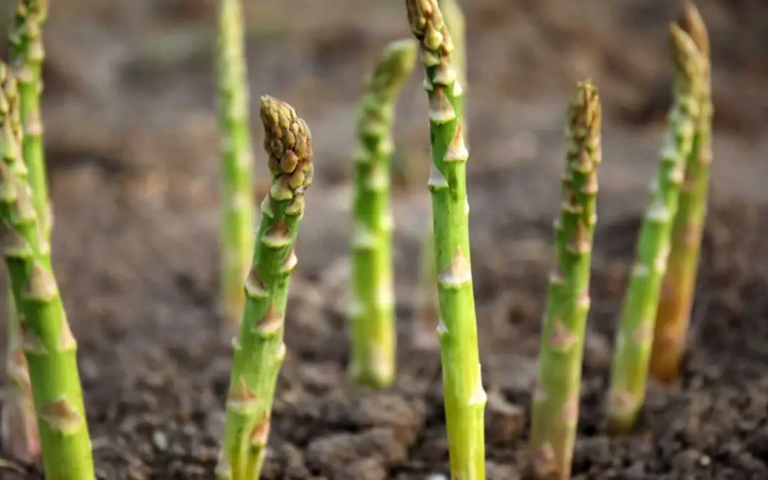 Can You Grow Asparagus In The Tropics?