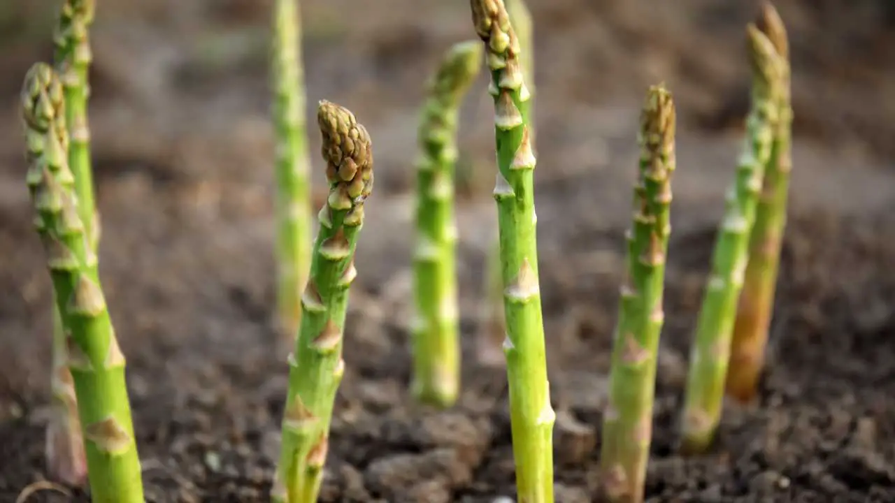 Can You Grow Asparagus In The Tropics? Homesteadinʻ Hawaiʻi