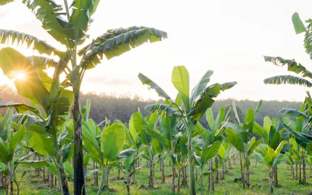 Edible Tropical Plants That Can Stand The Heat