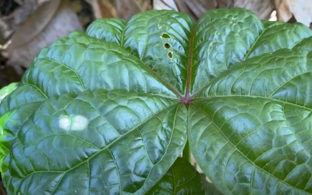 8 Heat Tolerant Tropical Greens That Are Easy To Grow