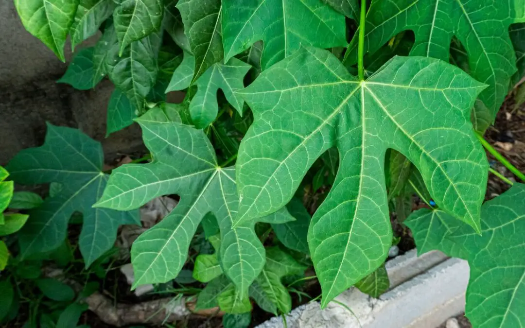 Growing Chaya, or Tree Spinach in Hawaii